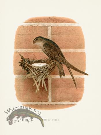 Thomas Gentry Bird 40